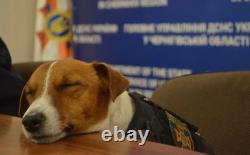 Envelopes PATRON sapper dog from Chernihiv (50 pc.) WAR IN UKRAINE 2022